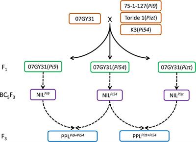 Improving of Rice Blast Resistances in Japonica by Pyramiding Major R Genes